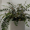 Button Fern