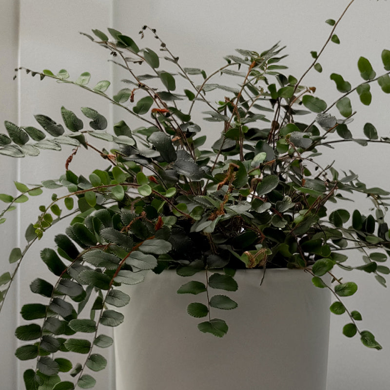 Button Fern
