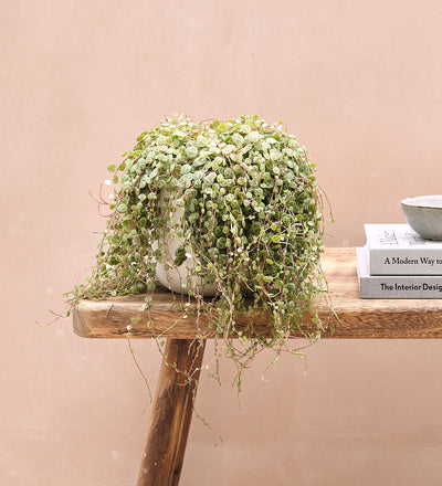 Hanging String of Turtles