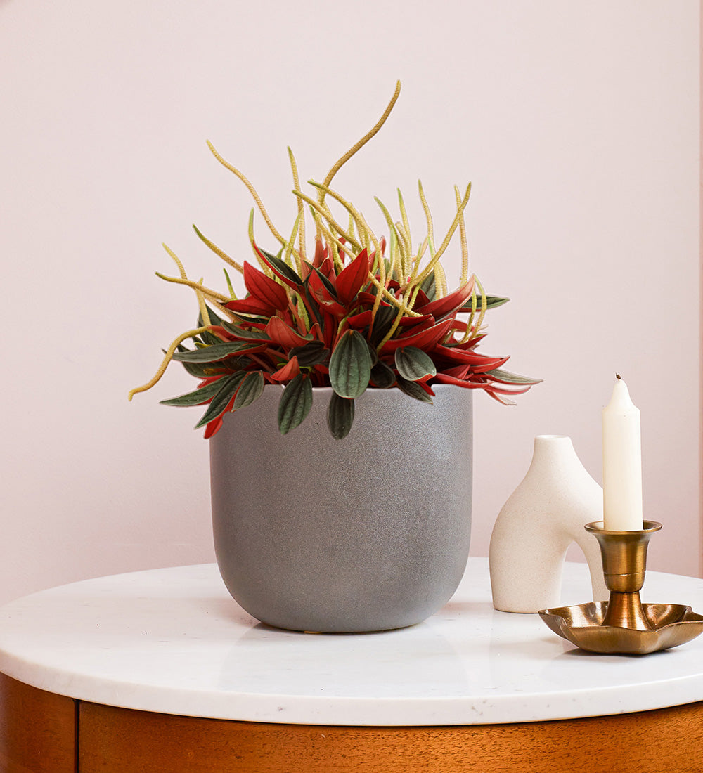 Peperomia rosso