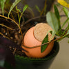 Pepin Hydrating Olla Terracotta