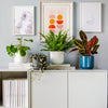 Pet Friendly Houseplant Subscription
