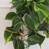 Hanging Philodendron Brasil