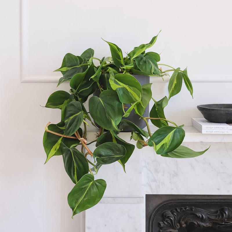 Hanging Philodendron Brasil