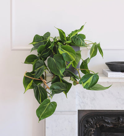 Hanging Philodendron Brasil