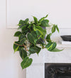 Hanging Plant Bundle