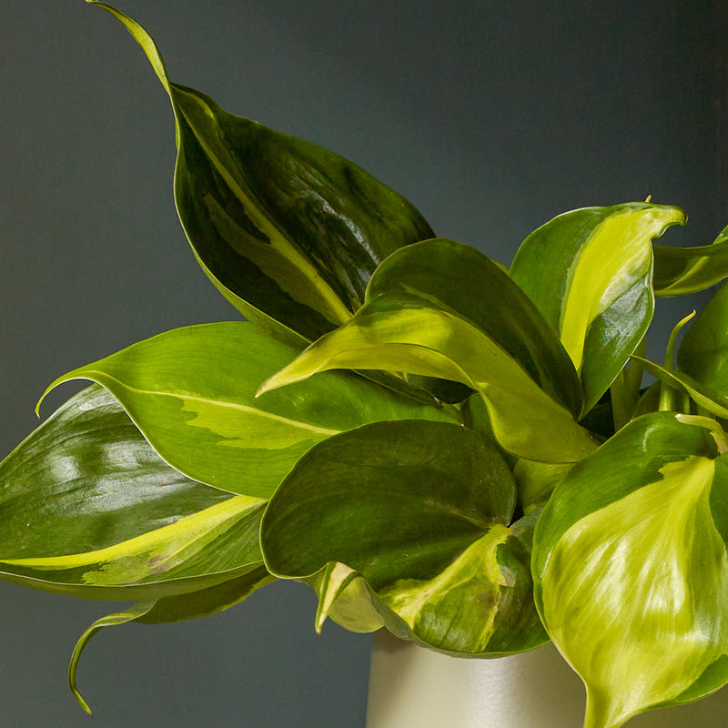 Philodendron Brasil & Pot