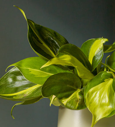 philodendron brasil uk Philodendron Brasil