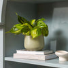 Philodendron Brasil & Pot