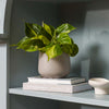 Philodendron Brasil & Pot