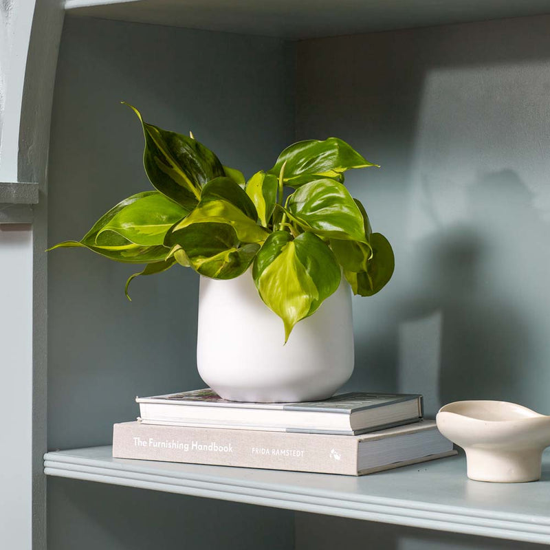 Philodendron Brasil & Pot