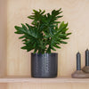 Artificial Philodendron