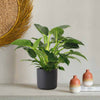 Philodendron Birkin