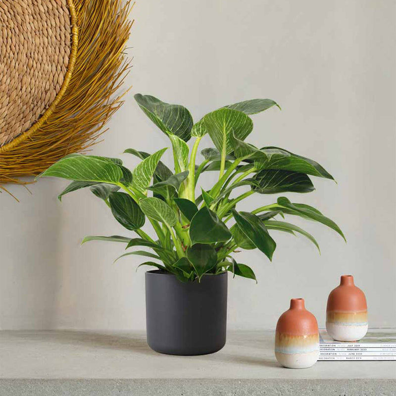 Philodendron Birkin