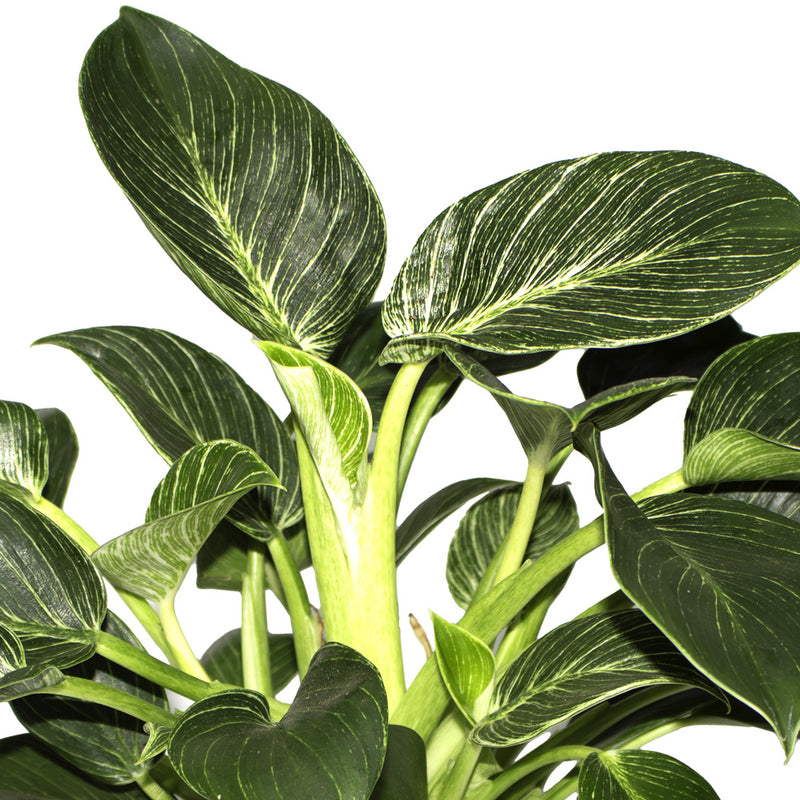 Philodendron Birkin
