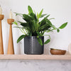 Philodendron Cobra