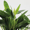 Philodendron Cobra
