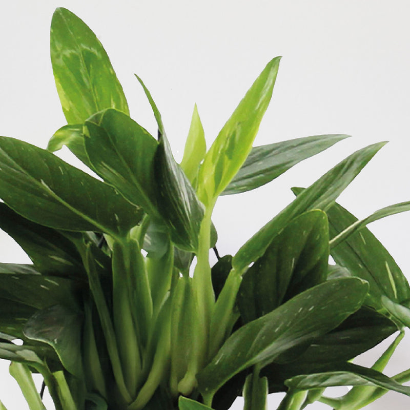 Philodendron Cobra