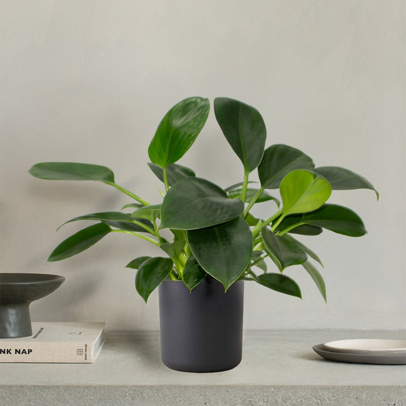 Philodendron Green Princess