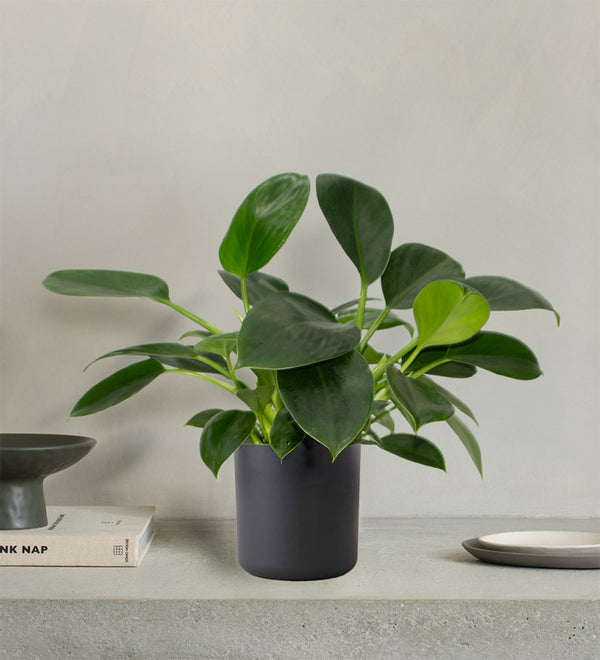 Philodendron Green Princess