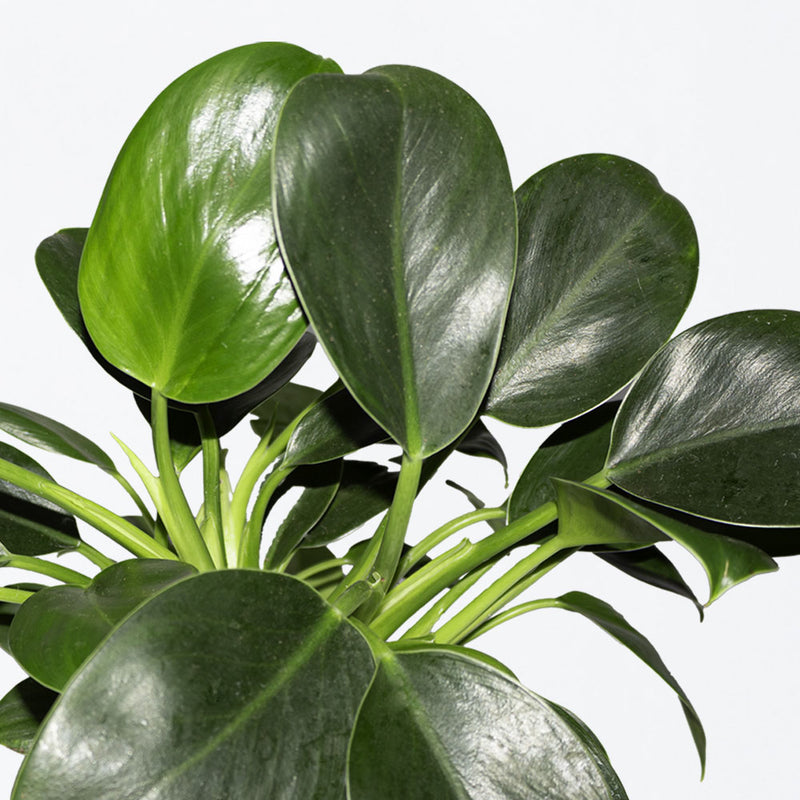 Philodendron Green Princess