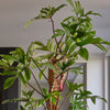 Philodendron Pedatum