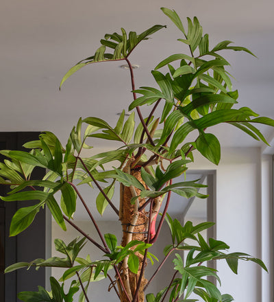 philodendron pedatum narrow Philodendron Pedatum