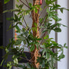 Philodendron Pedatum