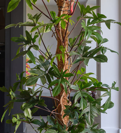 Philodendron Pedatum