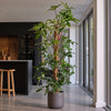 Philodendron Pedatum