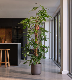 Philodendron Pedatum