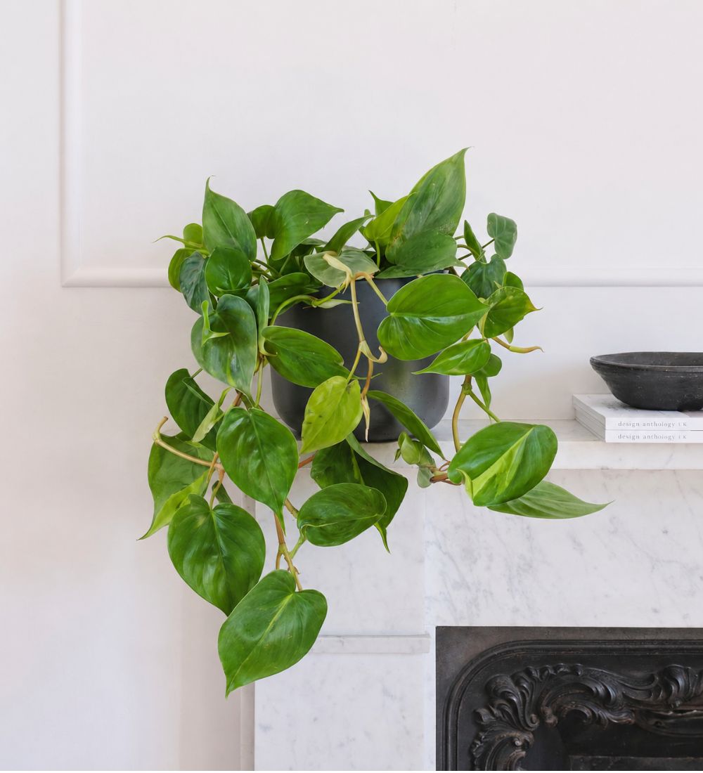 Hanging Heartleaf Philodendron