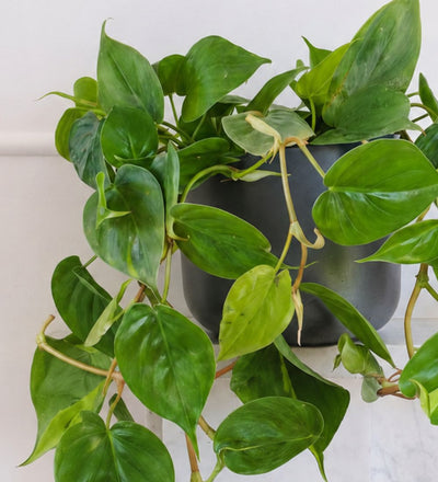 Hanging Heartleaf Philodendron