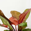 Philodendron Prince of Orange