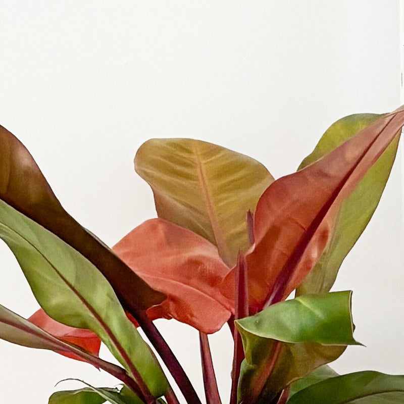 Philodendron Prince of Orange