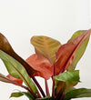 Philodendron Prince of Orange