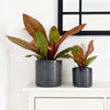 Philodendron Prince of Orange