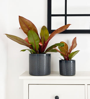 Philodendron Prince of Orange