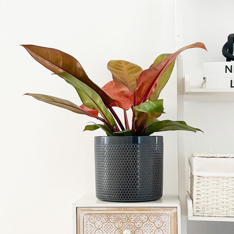 Philodendron Prince of Orange