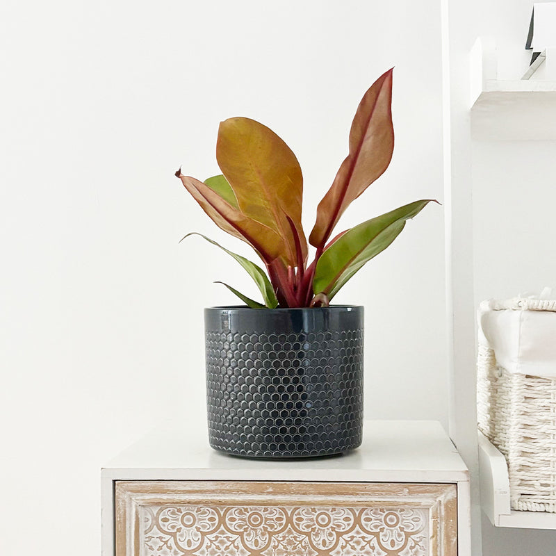 Philodendron Prince of Orange
