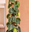 Close-up of Large Philodendron Brasil variegated foliage on a moss pole