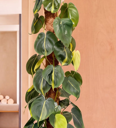 Close-up of Large Philodendron Brasil variegated foliage on a moss pole