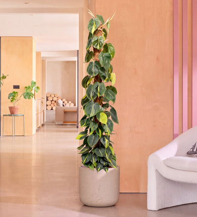 Large Philodendron Brasil trained up a moss pole, 140-150cm tall, in a stone pot