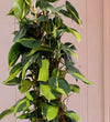Close-up of Large Philodendron Brasil heart-shaped leaves with lime variegation