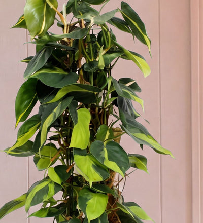 Close-up of Large Philodendron Brasil heart-shaped leaves with lime variegation