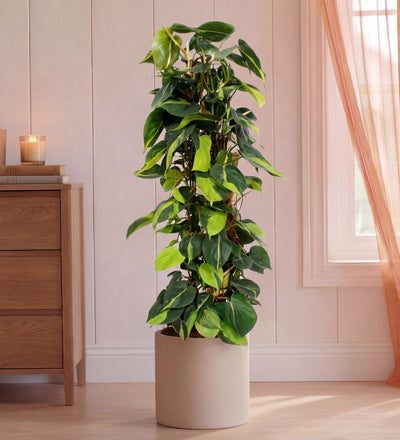 Large Philodendron Brasil trained up a trellis, 100-110cm tall, in a cream pot