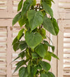 Close-up of Large Heartleaf Philodendron deep green heart-shaped leaves
