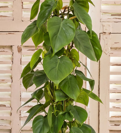 Close-up of Large Heartleaf Philodendron deep green heart-shaped leaves