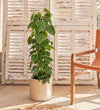 Large Heartleaf Philodendron trained up a trellis, 100-110cm tall, in a cream pot