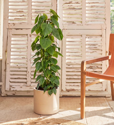 Large Heartleaf Philodendron trained up a trellis, 100-110cm tall, in a cream pot